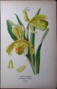 Lady’s Slipper Orchid Edward Step Rare Antique Botanical Book Plate-246
