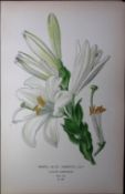 St Josephs Lily Edward Step Rare Antique Botanical Book Plate-281