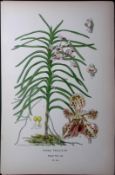 Vana Tricolour Orchid Edward Step Rare Antique Botanical Book Plate-244