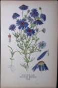 Swan River Daisy Edward Step Rare Antique Botanical Book Plate-128