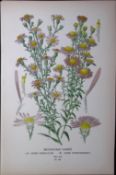 Michaelmas Daisies Edward Step Rare Antique Botanical Book Plate-130