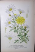 Marguerite or Paris Daisy Edward Step Rare Antique Botanical Book Plate-147