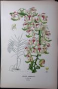 Lady Lawrence's Orchid Edward Step Rare Antique Botanical Book Plate-245