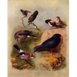 Thorburn Antique Scarce Bird Lithograph Starling, Nutcracker, Jay,-19.