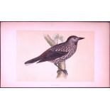 Nutcracker Bird- Rev Morris First Edition Antique Woodblock Engraving-56