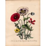 Rare 165-Yr-Old Antique Wildflower Gilt-Edged Illustration Jane Webb Loudon -6.