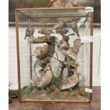 AN EARLY 20TH CENTURY CASE OF TAXIDERMY BIRDS, INCLUDING TWO EXTINCT HEATH HENS