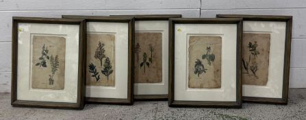 A selection of framed plates featuring flora and fauna 28cm x 35cm